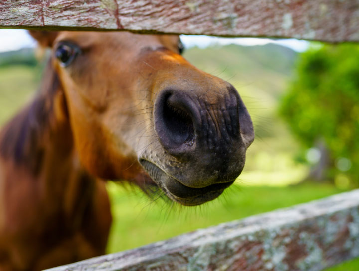 Equine & Large Animal Services | Mayville Veterinarians