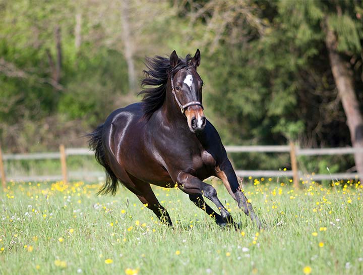 $city Equine Veterinarians